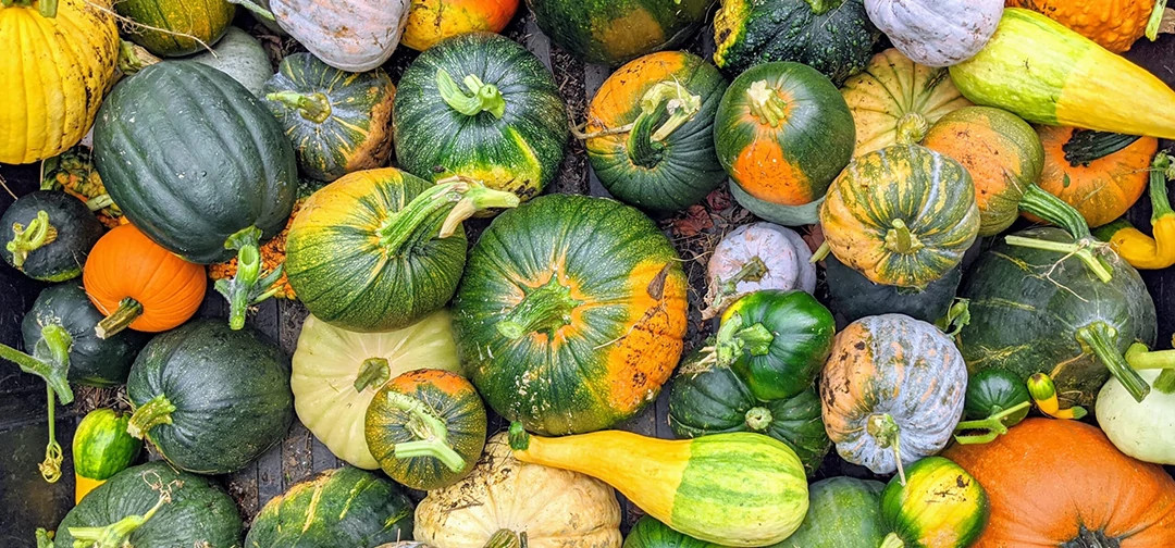 Selecting Pumpkins for Cooking and Carving | ScottsMiracle-Gro US